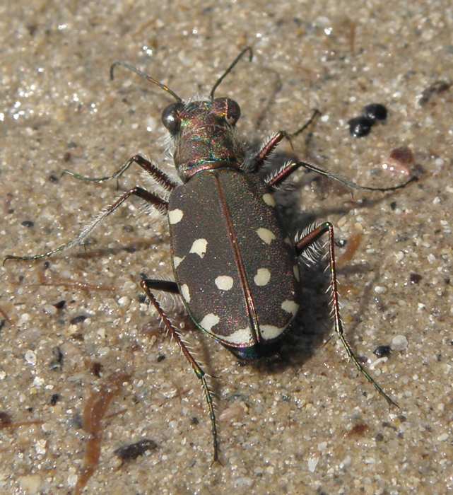 Cicindelinae: Calomera littoralis nemoralis